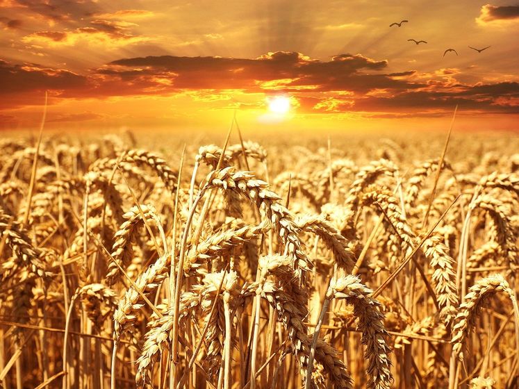 "Есть шестимесячный запас". Шмыгаль прокомментировал экспорт зерна из Украины