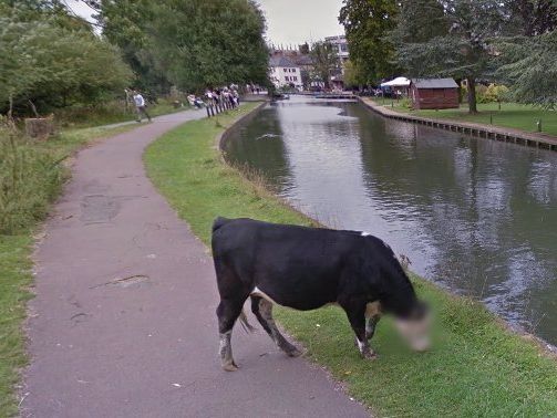 Программа Google View, следящая за конфиденциальностью фото, заретушировала морду коровы