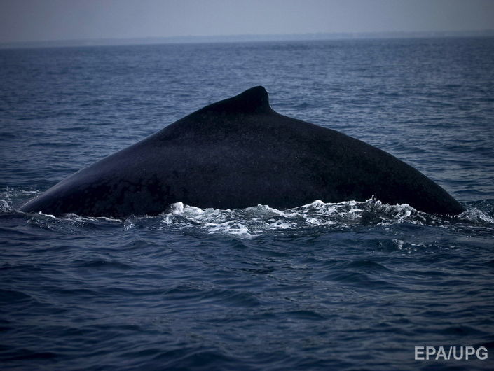 В Австралии застрявшего на мелководье кита отбуксировали в океан. Видео