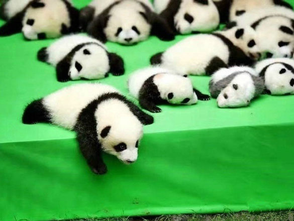 В Китае 23 детеныша гигантских панд представили публике. Видео