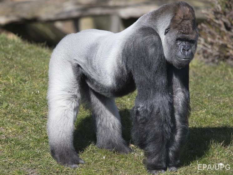 В Лондоне из зоопарка сбежала горилла