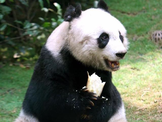 В Китае в возрасте 38 лет умерла старейшая в мире панда