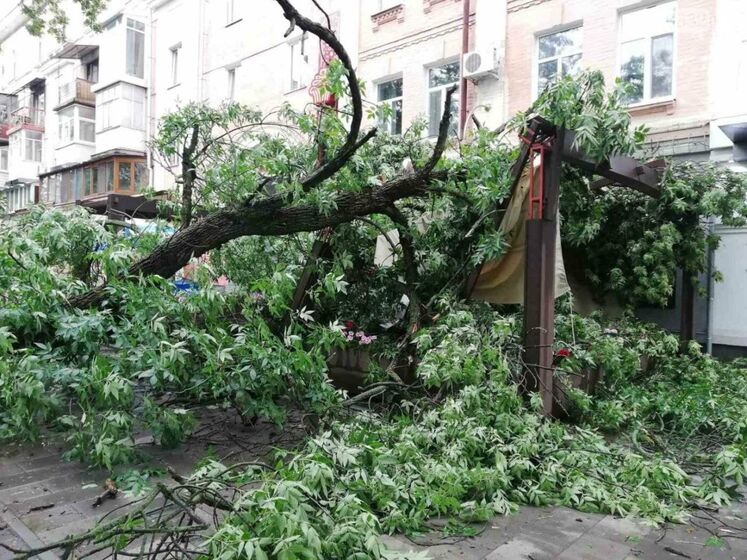 В Полтаве дерево упало на летнюю площадку кафе. Минутой ранее оттуда вышла компания отдыхающих. Видео