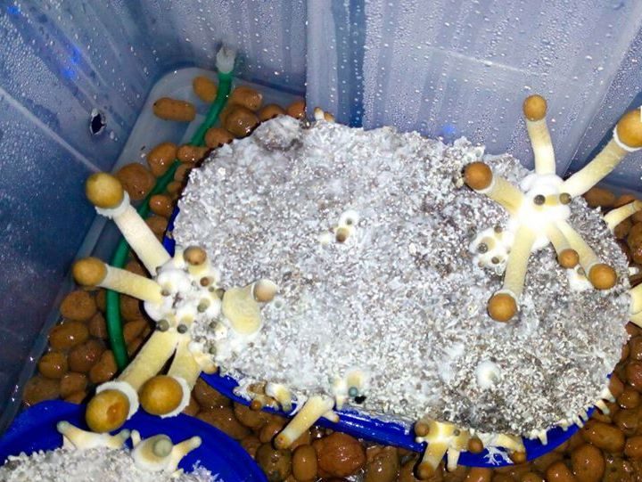 В Запорожье патрульные обнаружили лабораторию по выращиванию галлюциногенных грибов