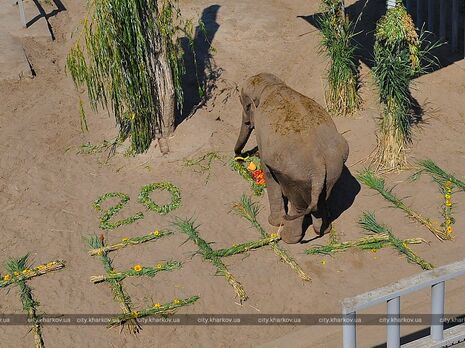 У Харківському зоопарку через генетичне захворювання померла слониха Тенді