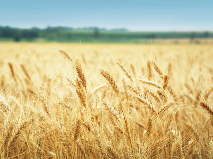 Зерновая госкорпорация сообщила о получении 57 млн грн прибыли во втором квартале