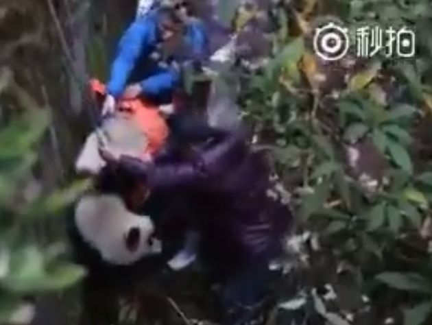 В Китае три часа спасали дикую панду, попавшую в речную ловушку. Видео