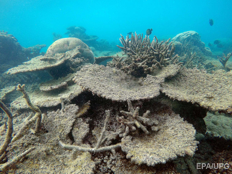 В этом году две трети кораллов на севере Большого Барьерного рифа потускнели