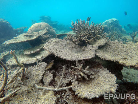 В этом году две трети кораллов на севере Большого Барьерного рифа потускнели