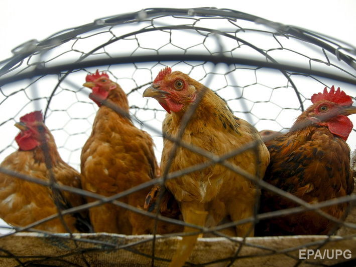 ЕС запретил импорт птицы из Украины из-за гриппа 