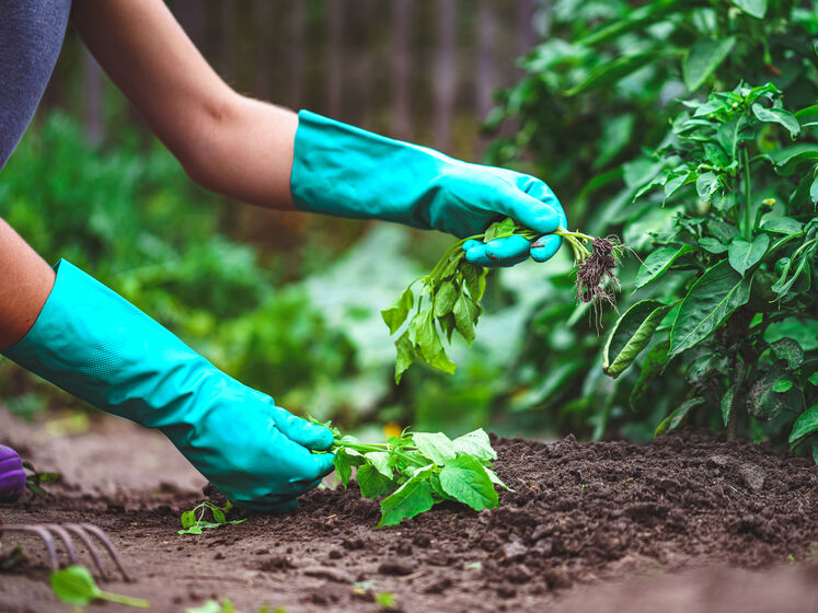  ������� ������������ �������� ���� �������� ���������� ������� ������ 