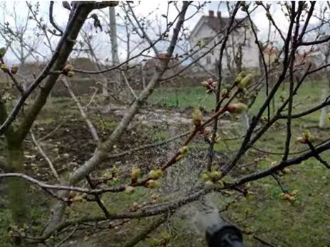 Как защитить молодые плодовые деревья от весенних заморозков. Садоводы рассказали, как и чем обработать сад