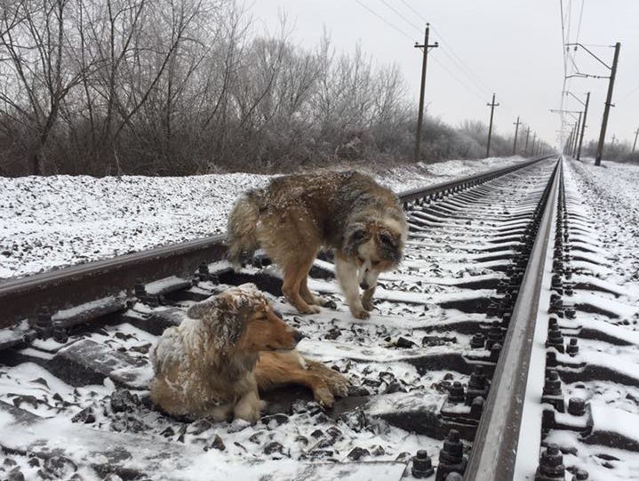 В Закарпатской области пес защищал сестру, травмированную на железной дороге