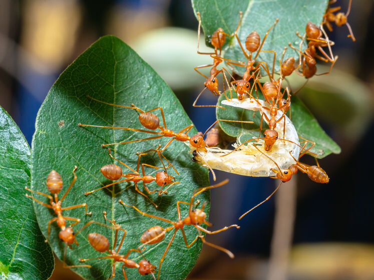  ���������� ������� �������� �������� ������������� ���������� ��������� ������ 