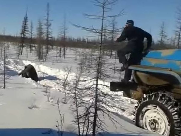 "Дави его, дави!" Жители Якутии на "Уралах" переехали медведя и сняли убийство на телефон. Видео