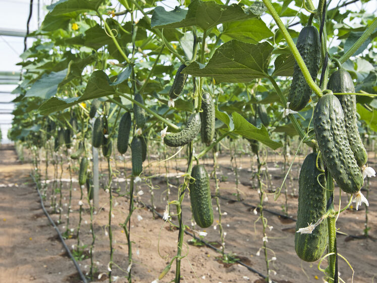  ������� ��� ��������� ���� ������� ������� ��������� ������� 