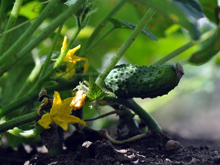  ������ ������� ������� ��������� ������ �������� �������� ������ 