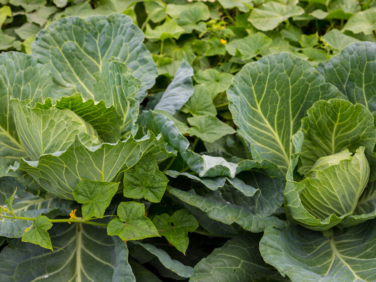 ����: gordonua.com