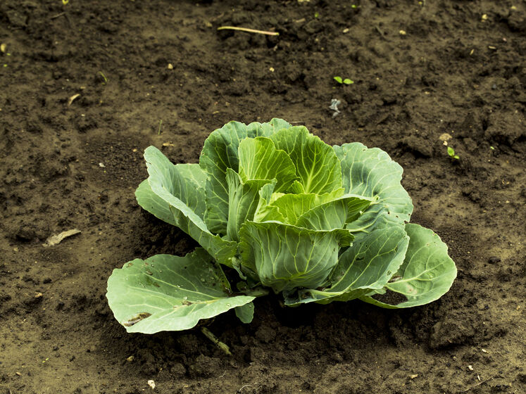 ����: gordonua.com