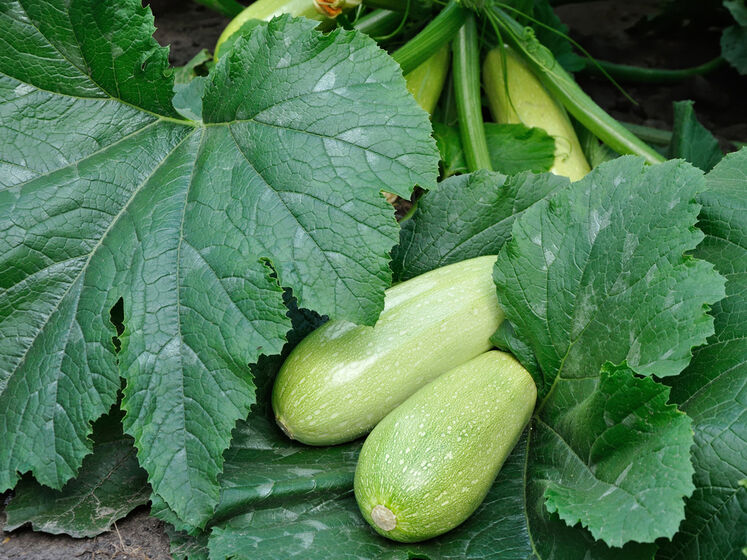 Фото: gordonua.com