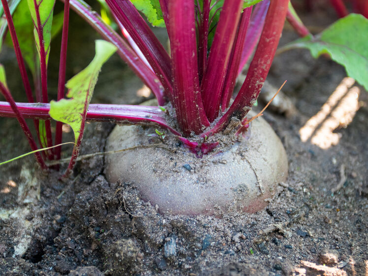 ����: gordonua.com