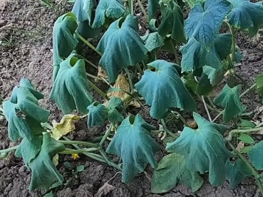 ����: gordonua.com