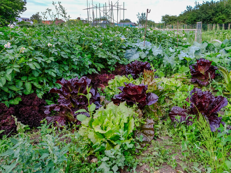 ����: gordonua.com