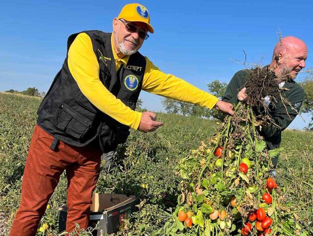 Зібрали з одного куща 192 помідори. Фермери в Одеській області встановили новий рекорд України. Фото