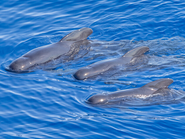 Росія перемістила бойових дельфінів на північний захід Криму для захисту від України – ЗМІ