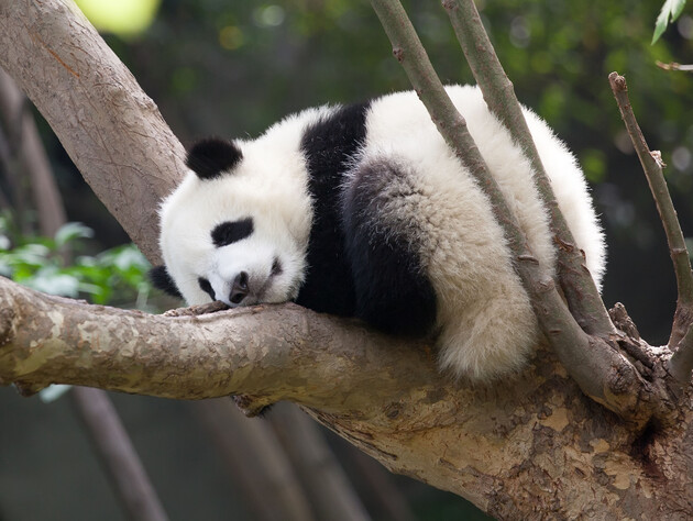 Си Цзиньпин заявил, что Китай может вернуть панд в зоопарки США. СМИ пишут, что 