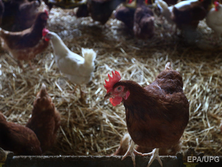 В Херсонской области отменен карантин, введенный из-за вспышки птичьего гриппа