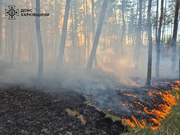 В Купянском районе возникли лесные пожары из-за массированных российских артобстрелов. Фото