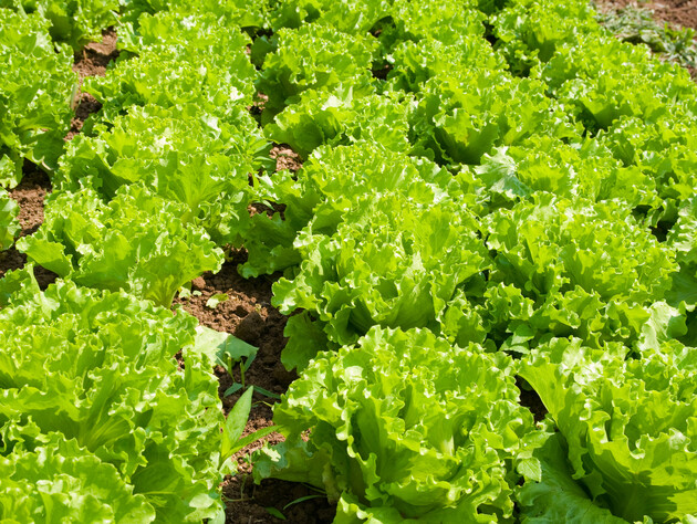 Як виростити салат на городі, щоб листя не гірчило. Поради городників