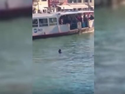 В Венеции на глазах у людей на прогулочных теплоходах утонул мигрант. Видео