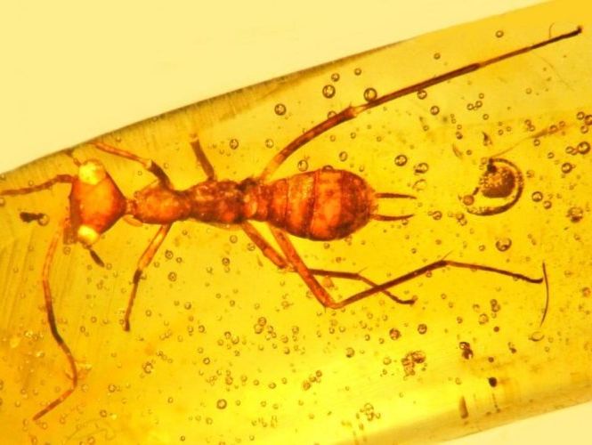 Археологи обнаружили уникальное ископаемое насекомое