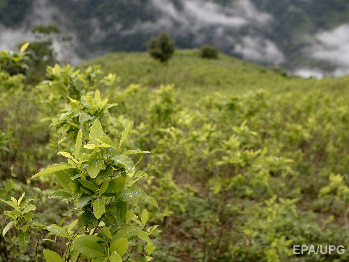 Правительство Колумбии заплатит фермерам по $350 за отказ от коки