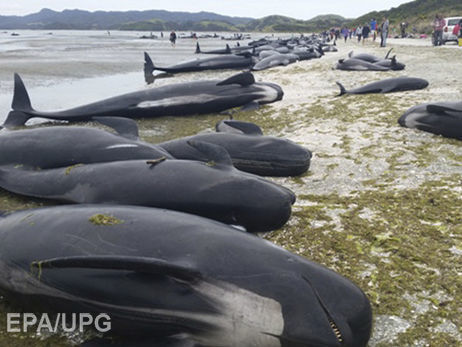 В Новой Зеландии пляж закрыли из-за взрывающихся дельфинов