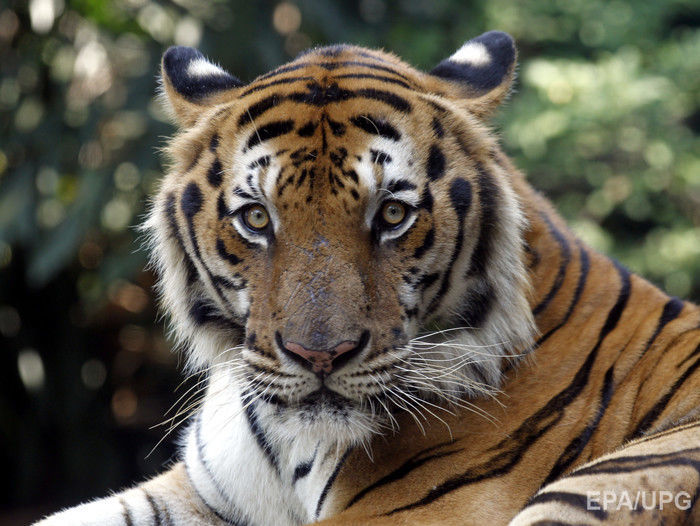 В китайском зоопарке располневшие тигры поймали дрон, который должен был помочь им похудеть. Видео