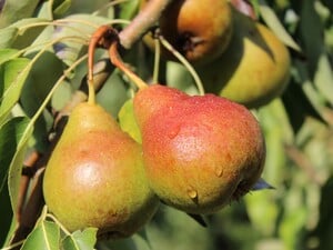 Четыре лучших сорта груш. Они легко переносят морозы и порадуют урожаем