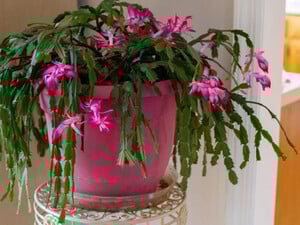 Почему у рождественского кактуса вдруг опадают бутоны. Три причины и как это исправить