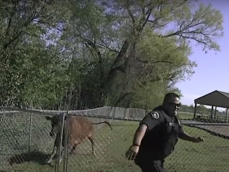 В США корова заставила полицейского убегать. Видео