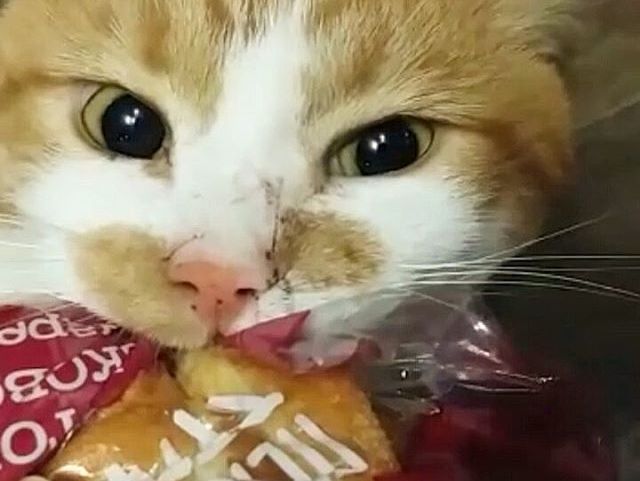 "Боря, отдай булку". В сети набирает популярность ролик о коте-любителе хлеба. Видео 