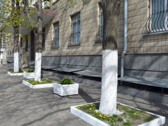 У Києві заборонили білити дерева і бордюри