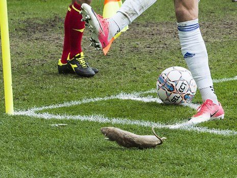 Датский футбольный клуб забросали мертвыми крысами. Видео
