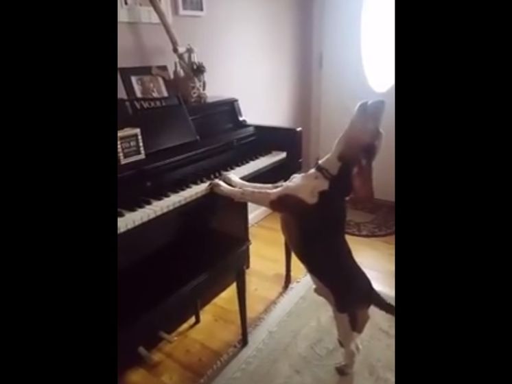 Собака научилась играть на пианино и петь. Видео