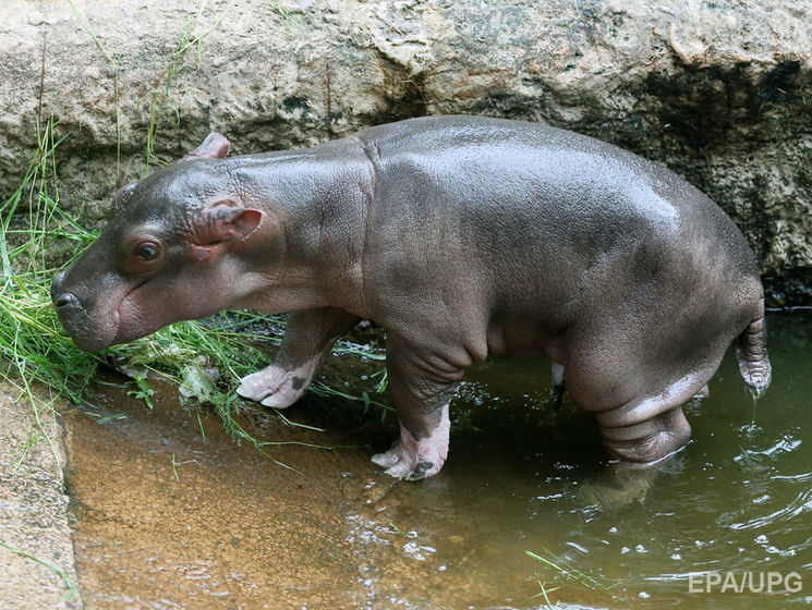 В американському зоопарку показали, як дитинча бегемота приймає ранковий душ