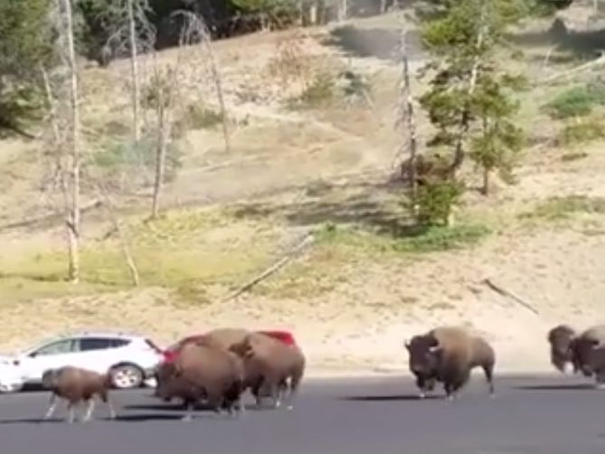 В США стадо бизонов выбежало на парковку. Видео