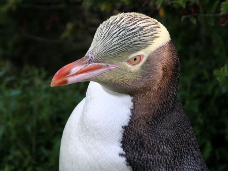 Новозеландские желтоглазые пингвины могут исчезнуть к 2060 году &ndash; ученые