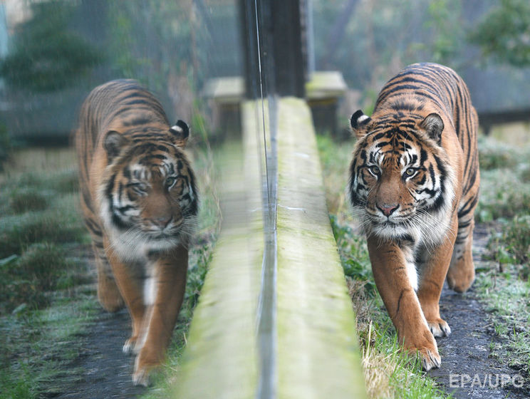 В Англии тигр убил работницу зоопарка, посетителей эвакуировали