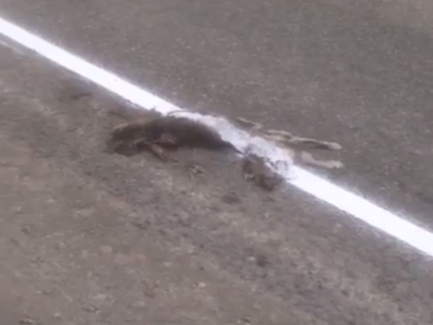 В России дорожную разметку нанесли поверх сбитого кота. Видео